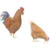 Hen and rooster sketch