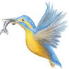 Eisvogel Fangkunst