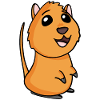 Quokka