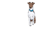 Foxterrier Hund Dog Hundehalter