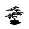 1974 Birthday Bonsai tree "Still growing" Nebari