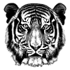 Tiger Tiger Head Illustration