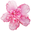 Peony