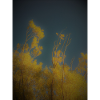 Trees, Sky,