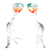 Frog Toad