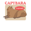 Capybara Capybaras Cadeau