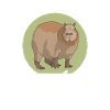 Capybara capybaras Capybaras cadeau