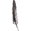 Feather Grey Hand-drawn (Pigeon)