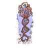 Champignons et ADN - ADN
