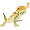 Lézard dragon barbu Reptile Herpétologiste