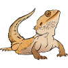Lézard dragon barbu Reptile Herpétologiste