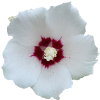 Eibisch