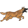 Malinois Belgian Shepherd Mechelaar Dog