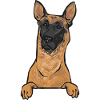 Malinois Belgian Shepherd Mechelaar Dog
