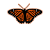 Orange buttefly - beauty