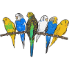 Budgerigar Parakeet Bird Pet Gift