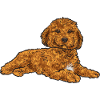Cavapoo Capoodle Cavoodle Chien Cadeau