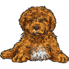 Cavapoo Capoodle Cavoodle Chien Cadeau