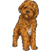 Cavapoo Capoodle Cavoodle Chien Cadeau
