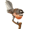 NZ Bird