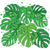 Monstera Deliciosa
