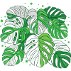 Variegated Monstera