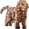 Cadeau de chien Cockapoo