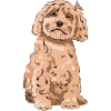 Cockapoo Hund Geschenk