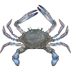 Crab Crab Fishing Gift