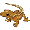 Crowned Gecko Lizard Reptile Herpetologist