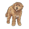 Goldendoodle Dog Gift