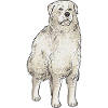 Pyrenäenberghund Patou Hund Geschenk