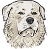 Pyrenäenberghund Patou Hund Geschenk