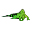 Iguana Lizard Reptile Herpetologist