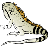 Iguana Lizard Reptile Herpetologist