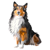 chien shetland