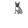 French Bulldog Dog Owner