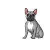 French Bulldog Dog Owner