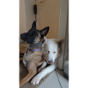 Cohen und Mate
