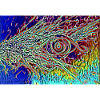 Magisches Auge