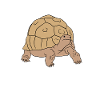 Tortues Sulcata