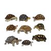 Tortues du monde