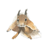 Eichhörnchen springen squirrel