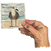 Main avec photo d'une mouette
