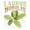 Bay leaf, bay leaf, Laurus-Nobilis