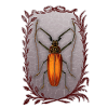 Bugs-Beetles, May beetles, Enoplocerus armillatus