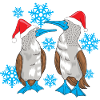 Blue-footed Christmas