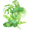 Chameleon, green chameleon lizards