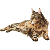 Maine Coon Cat