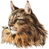 Maine Coon Cat